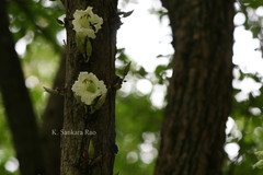 Parmentiera cereifera